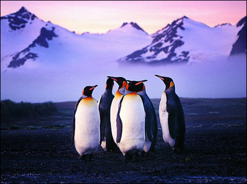 企鹅算法观察和研究